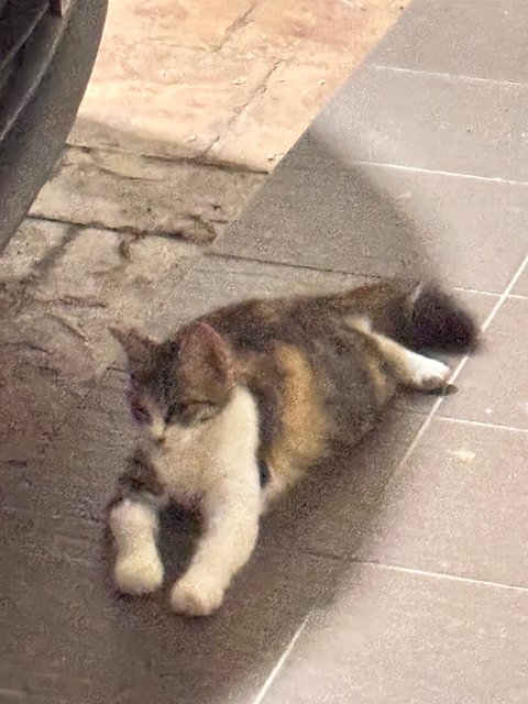 Catty Coudini Aka Mak Nab - American Curl Cat