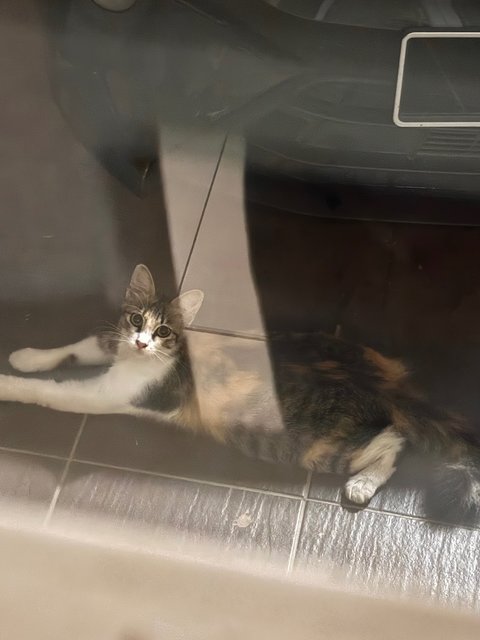 Catty Coudini Aka Mak Nab - American Curl Cat