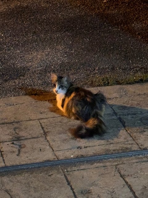 Catty Coudini Aka Mak Nab - American Curl Cat