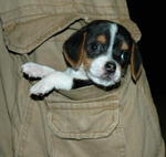 Cute Pure Tiny Pocket Beagle  - Beagle Dog