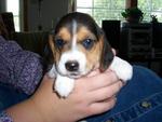 Cute Pure Tiny Pocket Beagle  - Beagle Dog