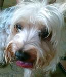 Silky Terrier Re-united With Owner - Silky Terrier Dog