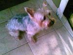 Silky Terrier Re-united With Owner - Silky Terrier Dog