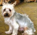 Silky Terrier Re-united With Owner - Silky Terrier Dog