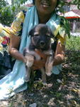 Female pup 3 (tri colour) - killed by fosterer GSD mixed Spitz on 14.09.10 night