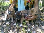 4 female pup (3 adopted ; 1 dead -2nd from left)