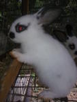 Hotot Mix Wooly - Hotot + Jersey Wooly Rabbit