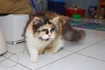 Roxy - Calico Cat