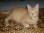 Ron - Domestic Short Hair Cat