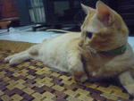 Ron - Domestic Short Hair Cat