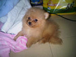 Creamy  - Pomeranian Dog