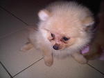 Creamy  - Pomeranian Dog