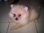 Creamy  - Pomeranian Dog