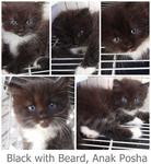 kitten B(with black beard)