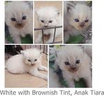 kitten F(medium white n light brown)