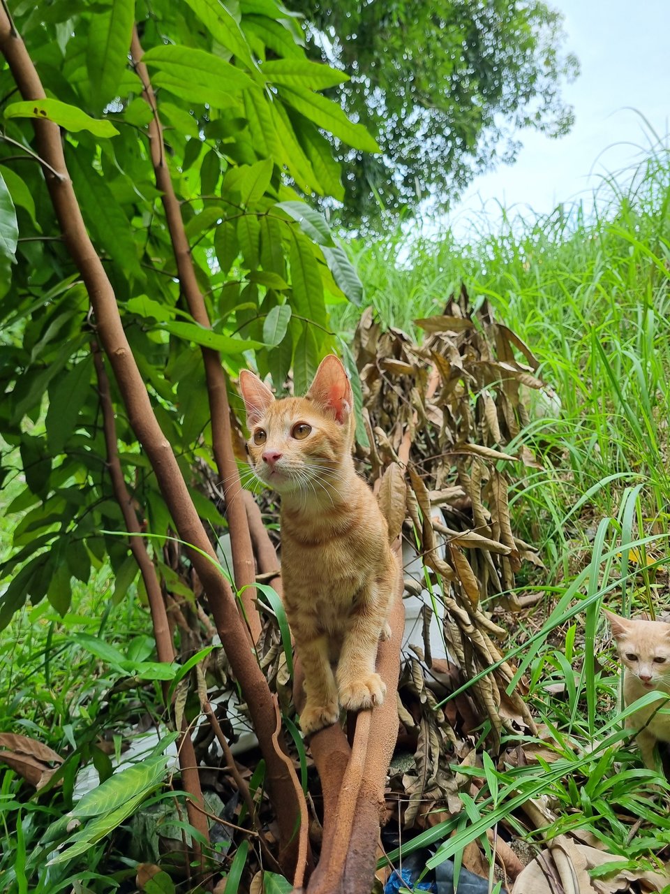 Demon - Domestic Short Hair Cat
