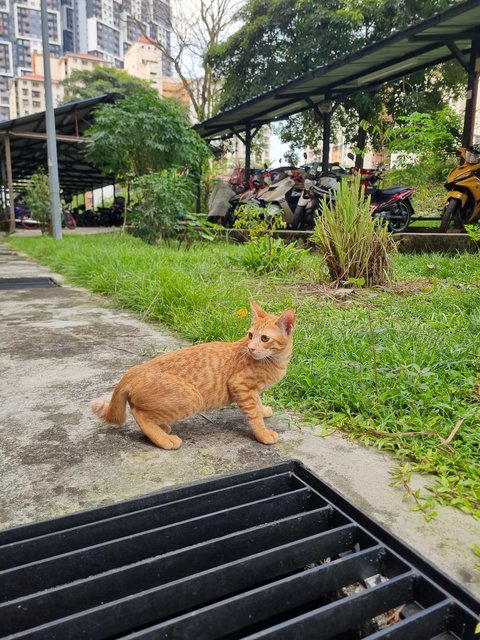 Demon - Domestic Short Hair Cat