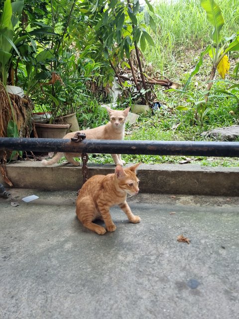 Demon - Domestic Short Hair Cat