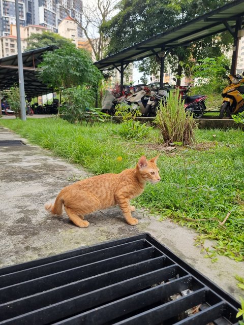 Demon - Domestic Short Hair Cat