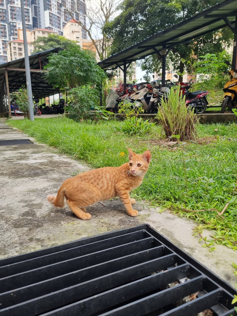 Demon - Domestic Short Hair Cat