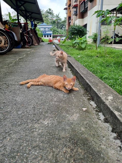 Demon - Domestic Short Hair Cat