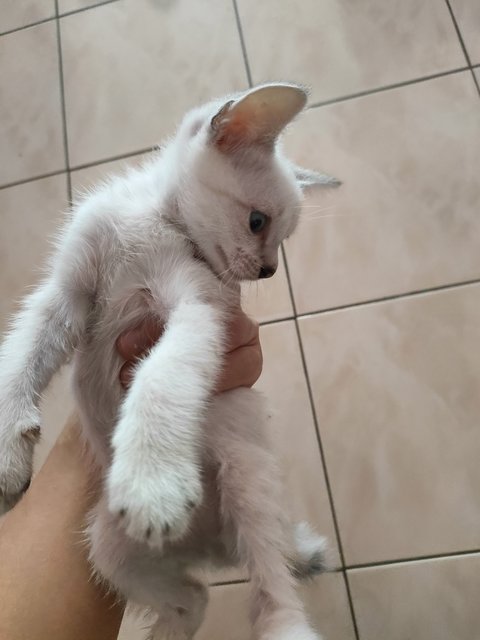 PF141005 - Domestic Short Hair + British Shorthair Cat
