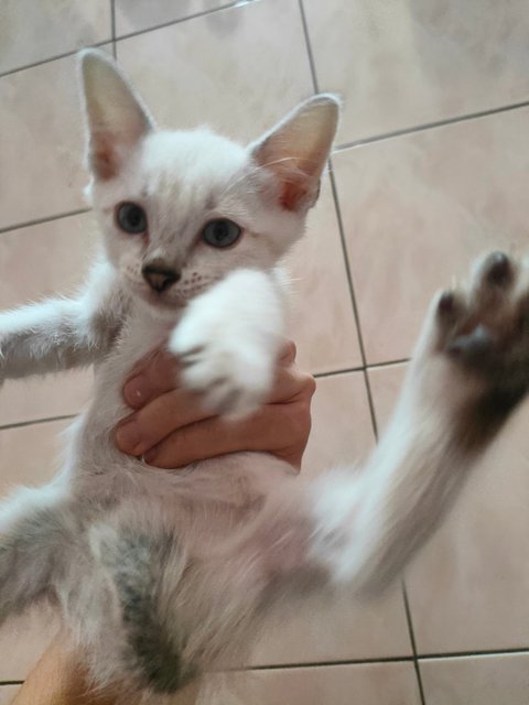 PF141005 - Domestic Short Hair + British Shorthair Cat
