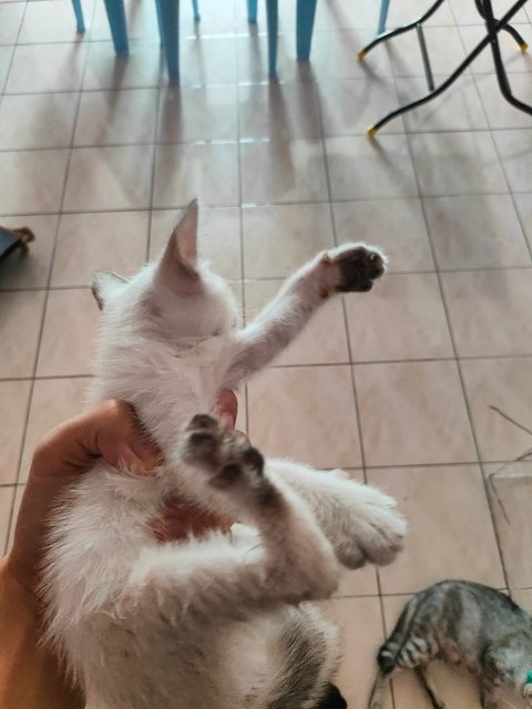 PF141005 - Domestic Short Hair + British Shorthair Cat
