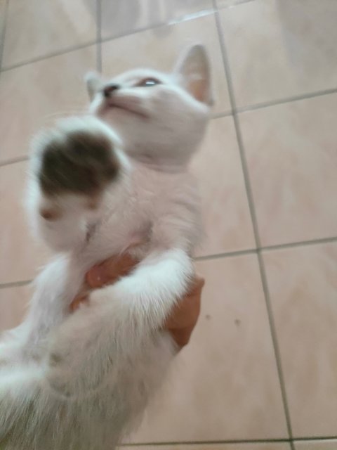 PF141005 - Domestic Short Hair + British Shorthair Cat