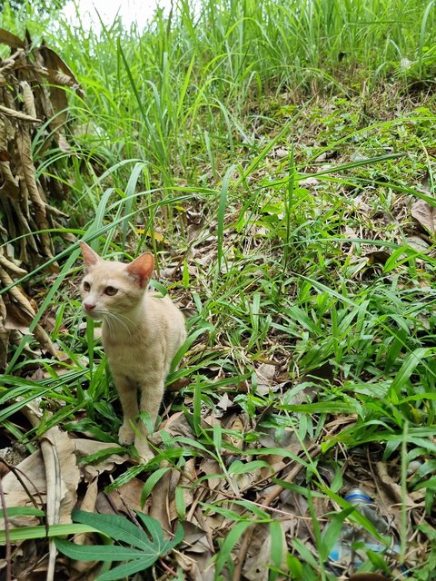 Lillian  - Domestic Short Hair Cat
