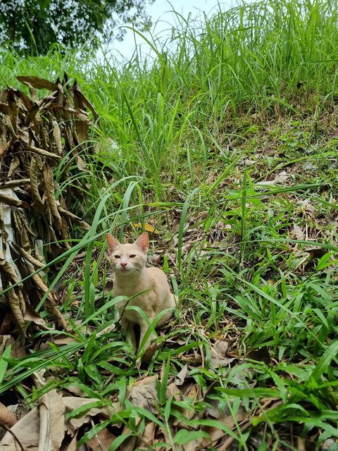 Lillian  - Domestic Short Hair Cat