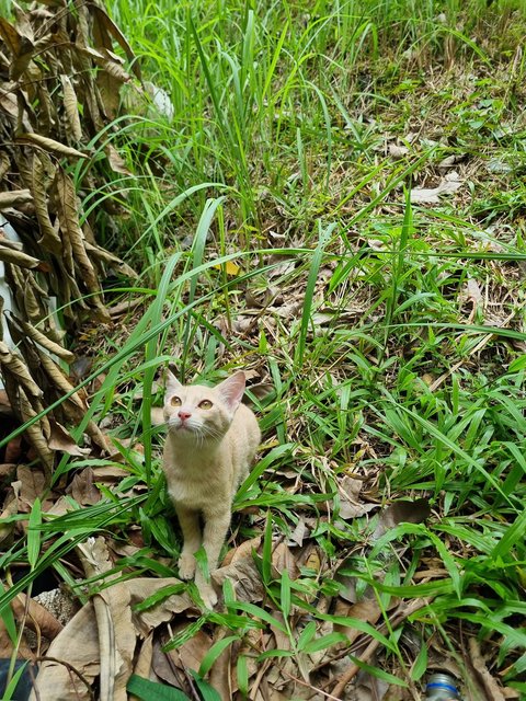 Lillian  - Domestic Short Hair Cat