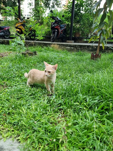 Lillian  - Domestic Short Hair Cat