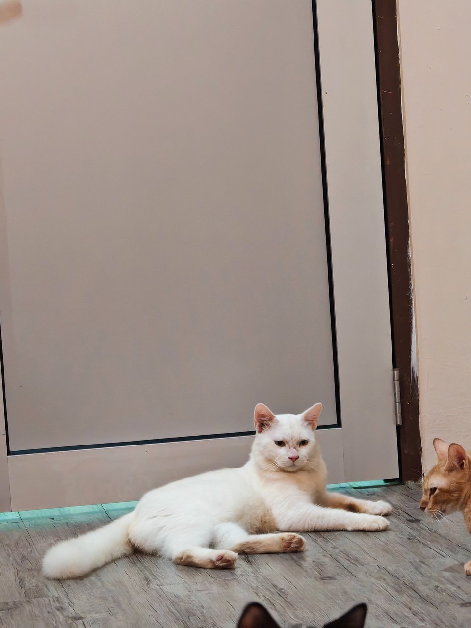 Linguine  - Domestic Medium Hair Cat