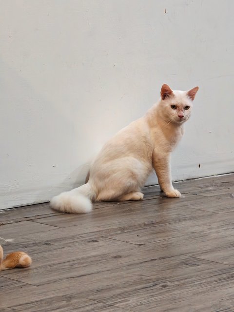 Linguine  - Domestic Medium Hair Cat