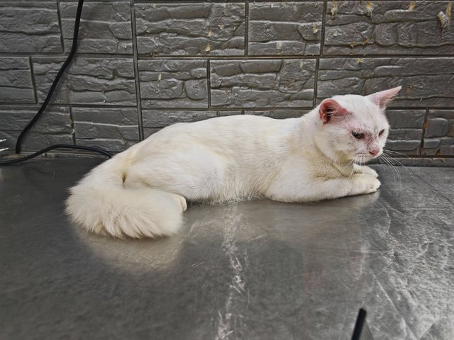 Linguine  - Domestic Medium Hair Cat