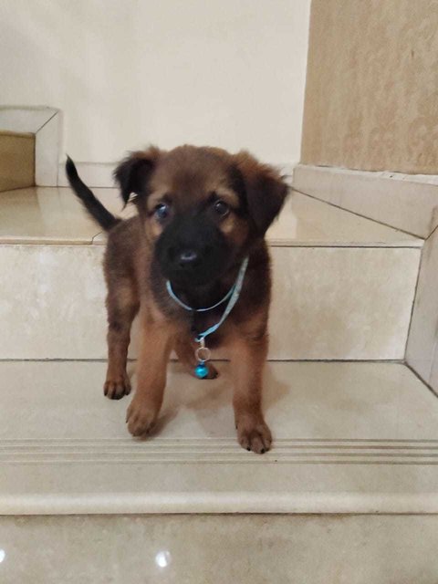 Simon.  - German Shepherd Dog Mix Dog