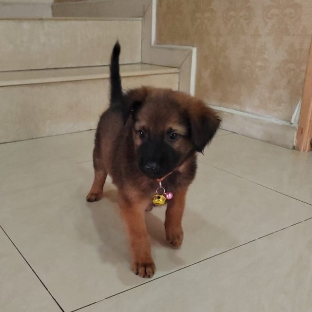 Simon.  - German Shepherd Dog Mix Dog