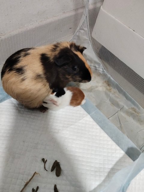 Fa Fa (Flowers) - Guinea Pig Small & Furry