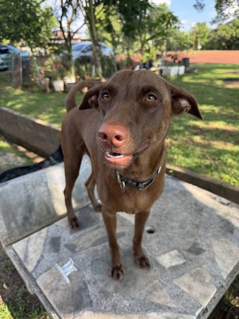 Mixed Breed - Mixed Breed Dog