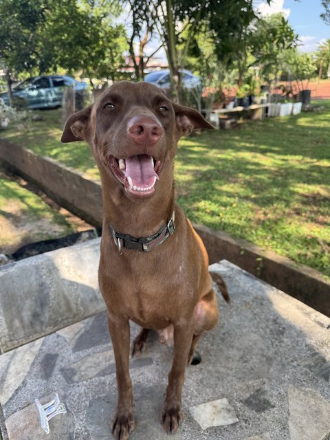 Mixed Breed - Mixed Breed Dog