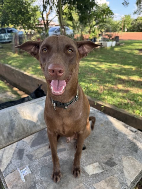 Mixed Breed - Mixed Breed Dog