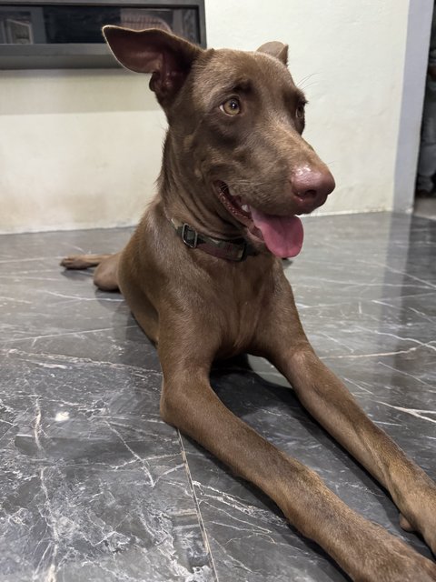 Mixed Breed - Mixed Breed Dog