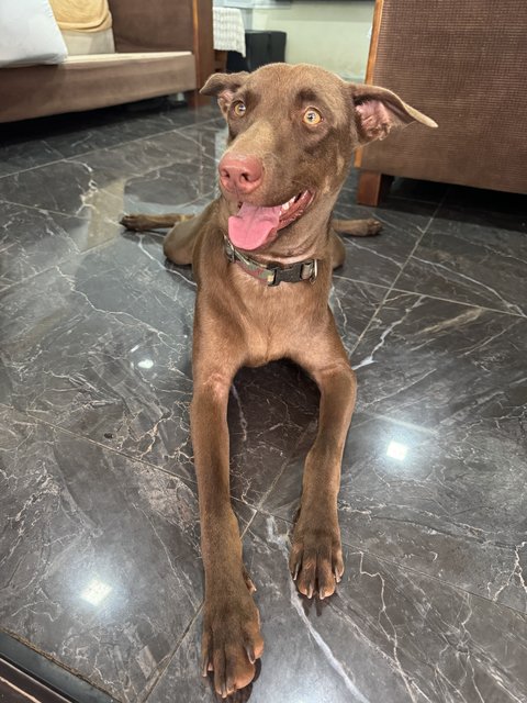 Mixed Breed - Mixed Breed Dog