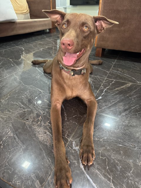 Mixed Breed - Mixed Breed Dog