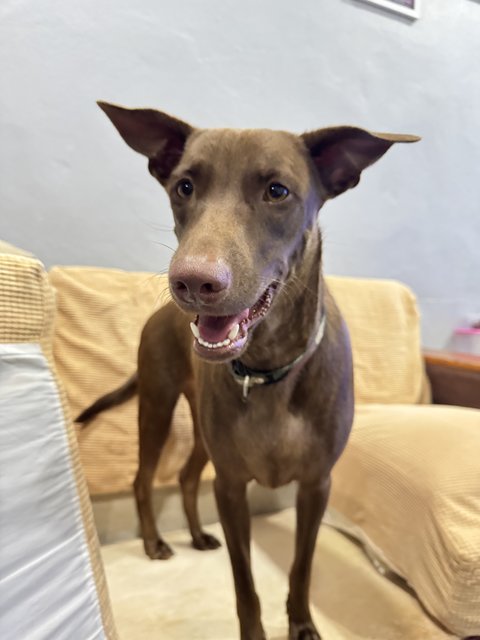 Mixed Breed - Mixed Breed Dog
