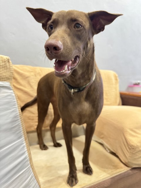 Mixed Breed - Mixed Breed Dog