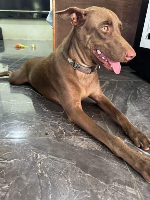 Mixed Breed - Mixed Breed Dog