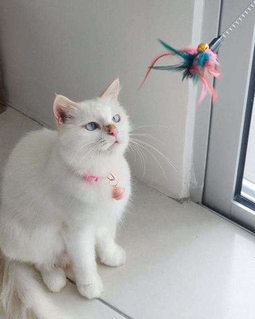 Suesue - Domestic Medium Hair + Maine Coon Cat
