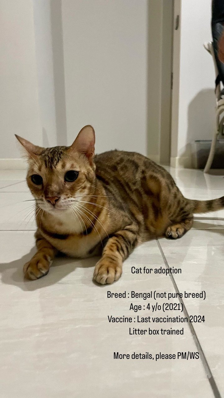 Leo - Bengal Cat